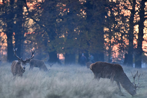 Deer in Richmond Park