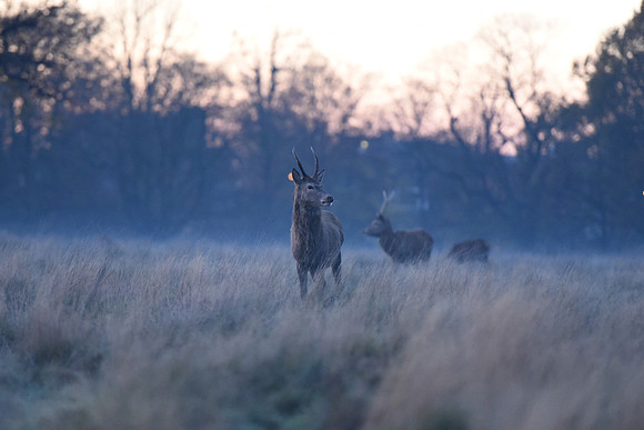 Deer in Richmond Park
