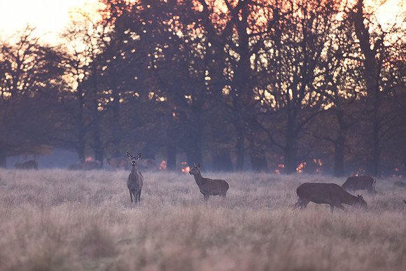 Deer in Richmond Park