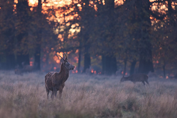 Deer in Richmond Park